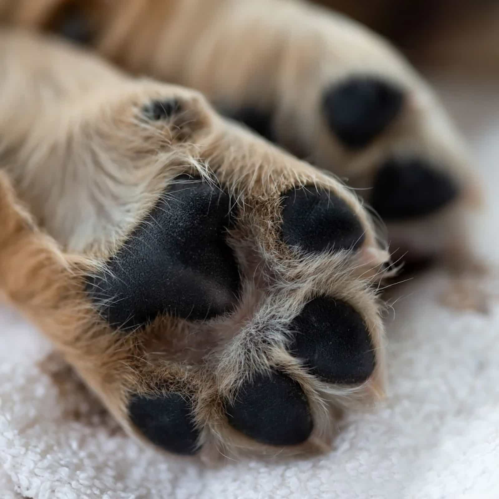 dog safe materials close up