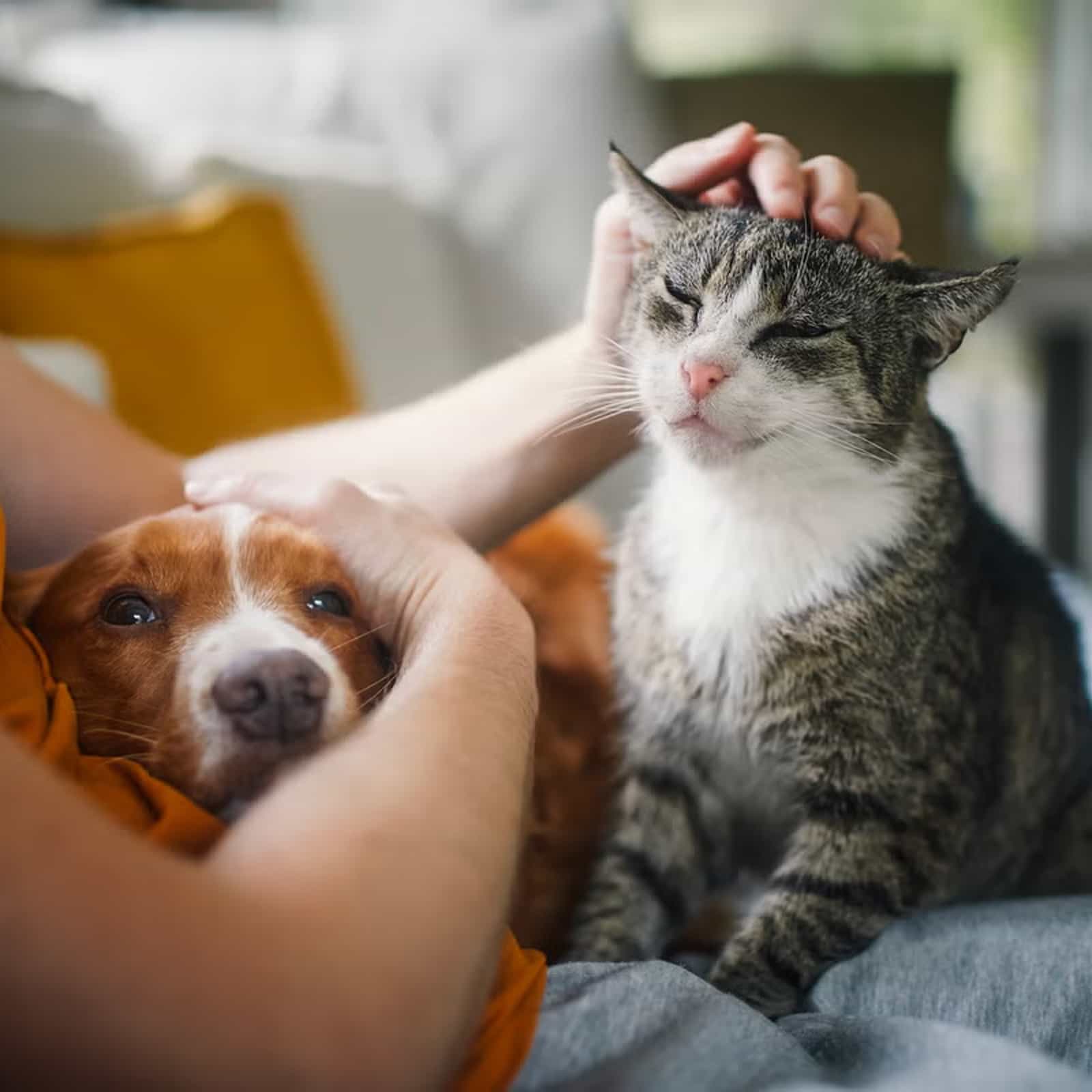dog owner playing happy moment