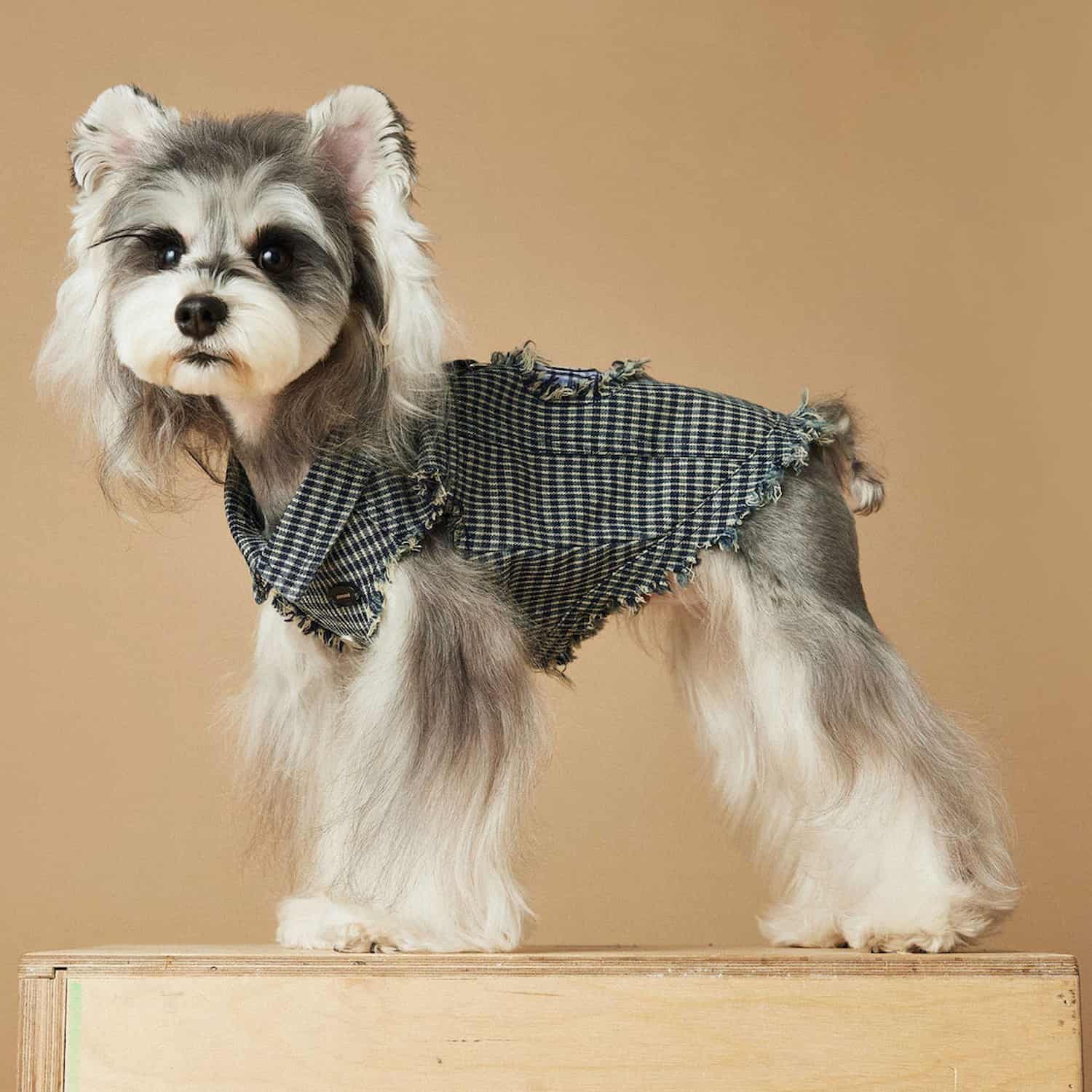 Blue and white checkered dog vest with distressed edges