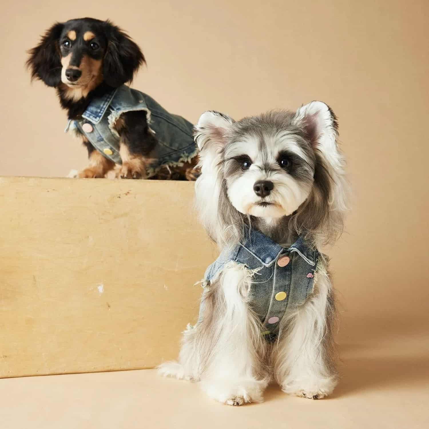Raw edge denim vest with embroidered patches for small dogs