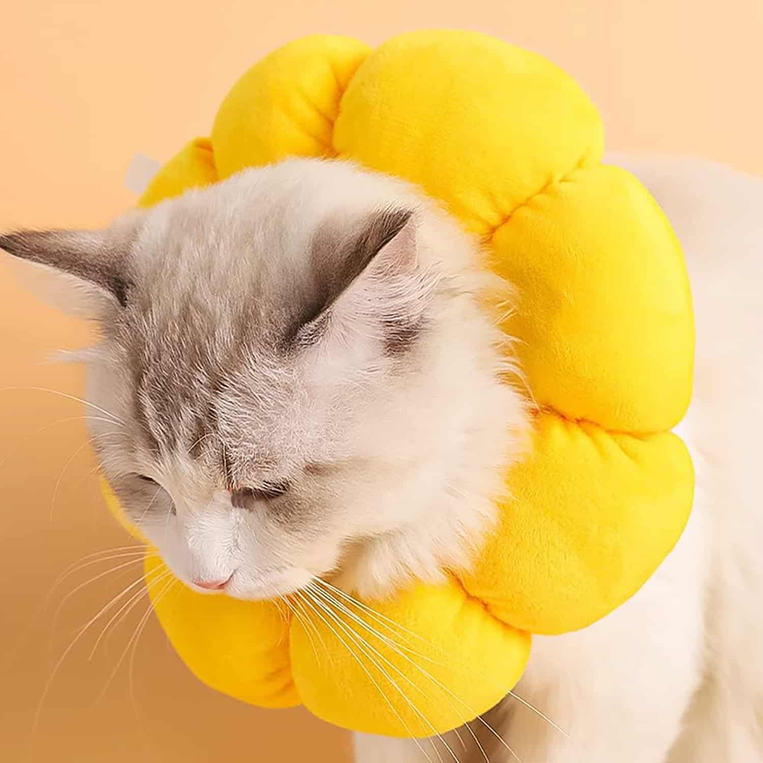 Plush sunflower shaped cat recovery collar in yellow, worn by ragdoll cat eating from bowl, showing clear sightline and full range of movement
