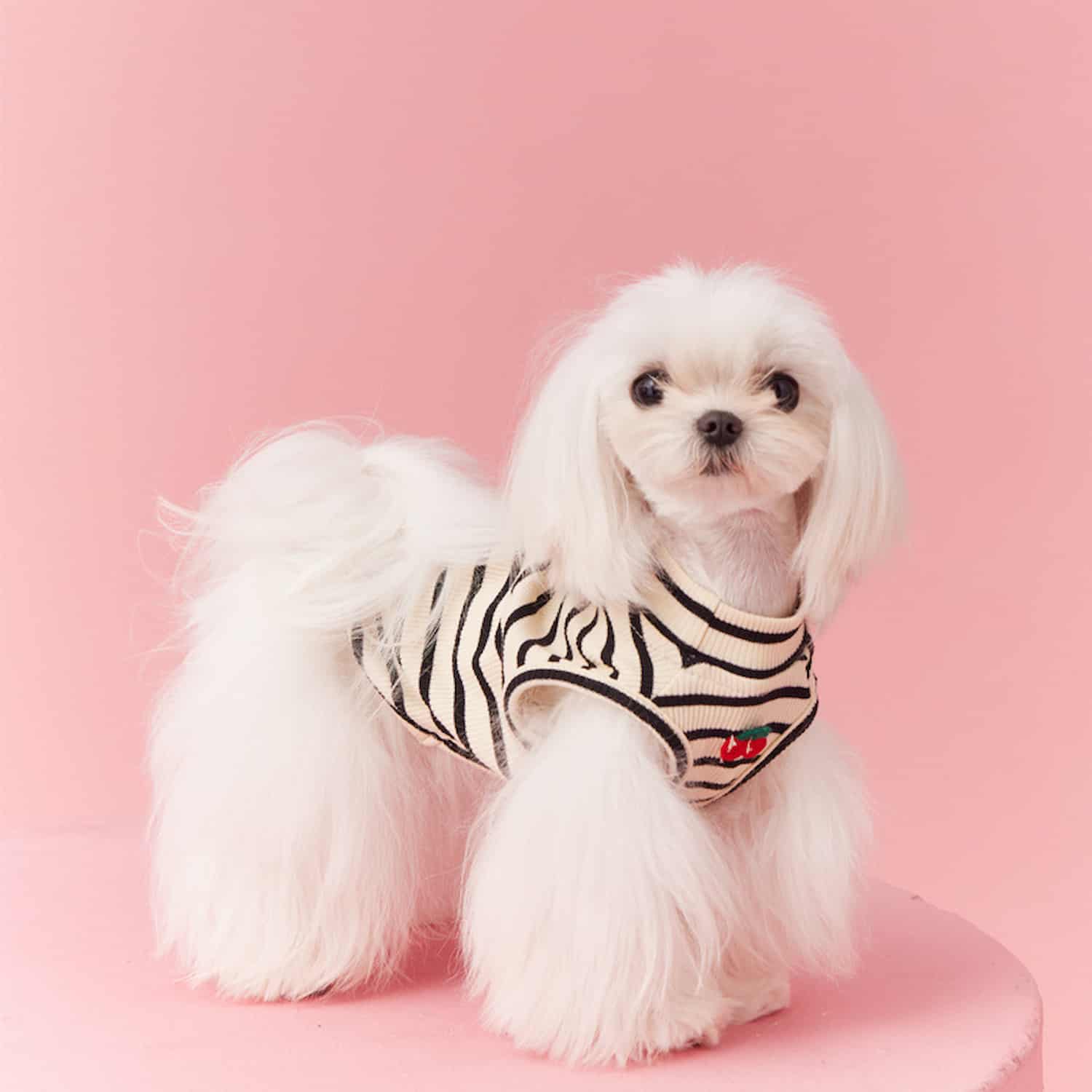 Cream and black striped dog vest with cherry embroidery