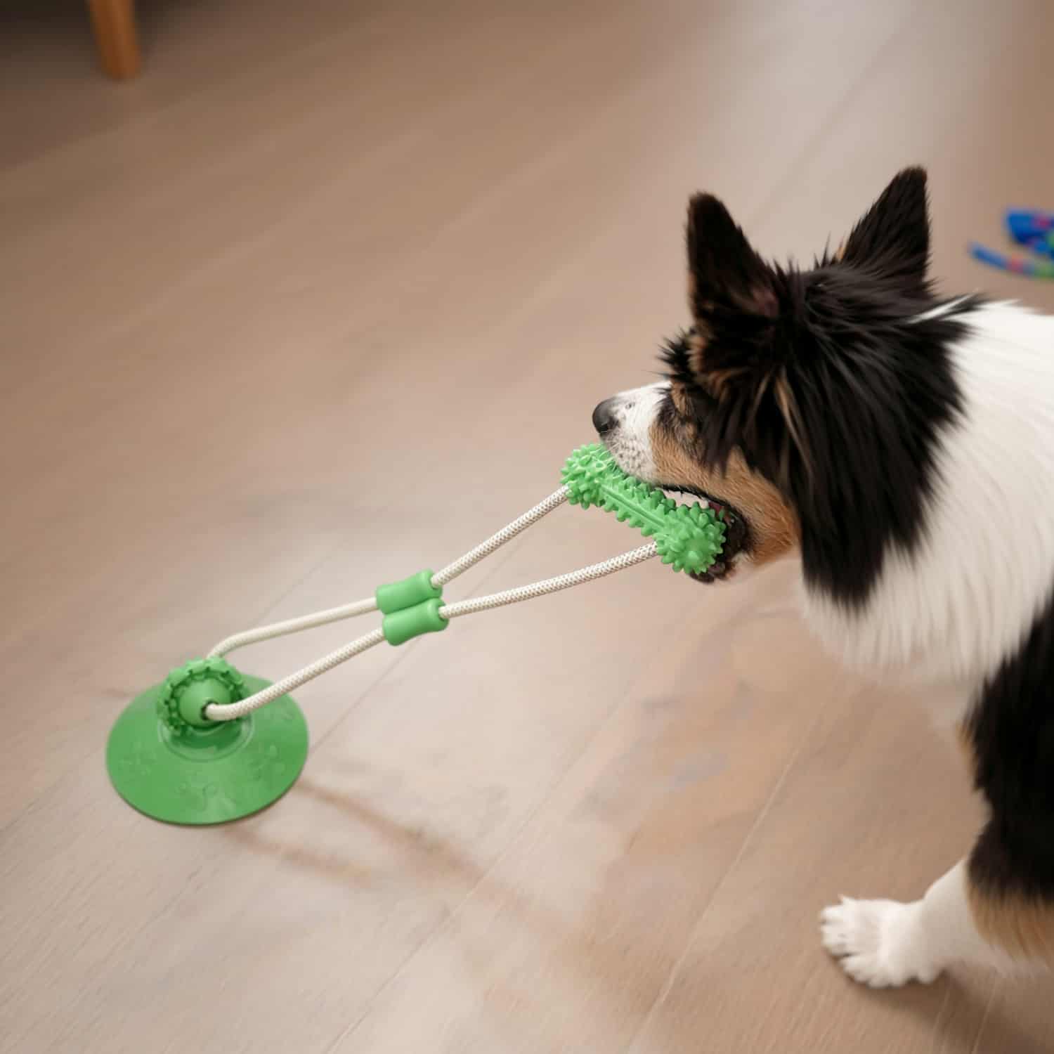 Green suction cup dog toy with dental chew and rope for tug-of-war