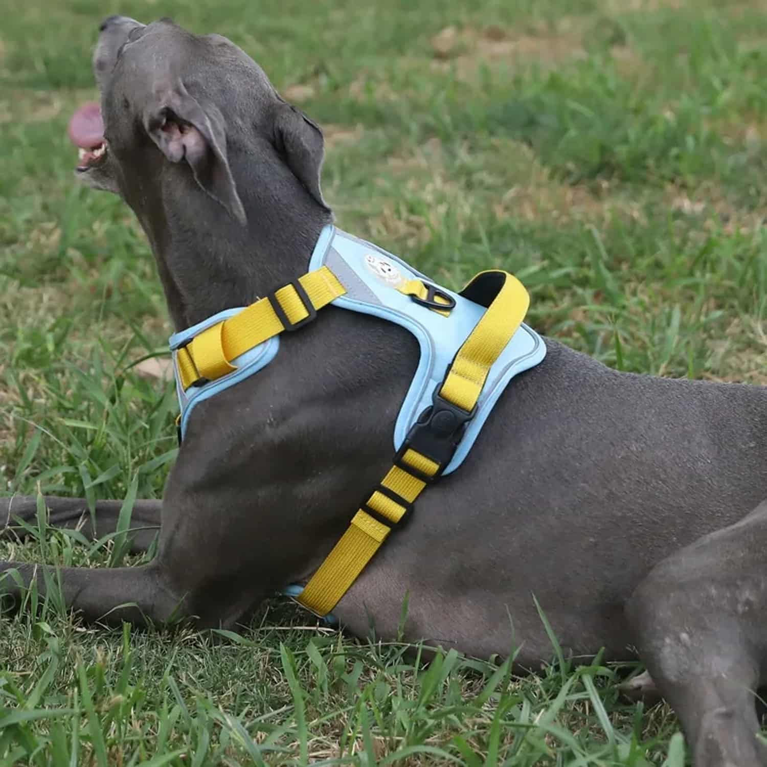 Turquoise no-pull dog harness with reflective trim