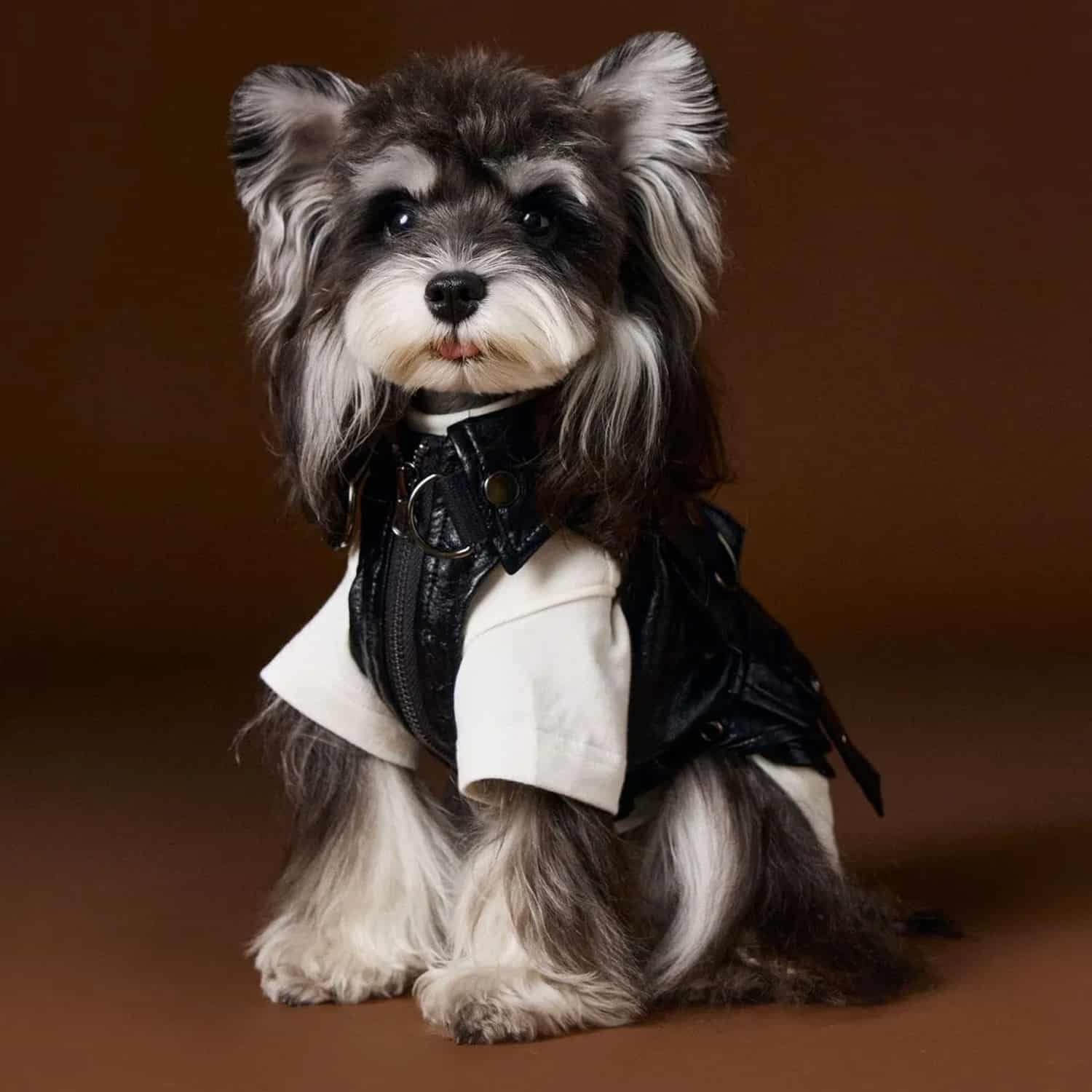 Black leather cargo vest with functional pockets for small dogs