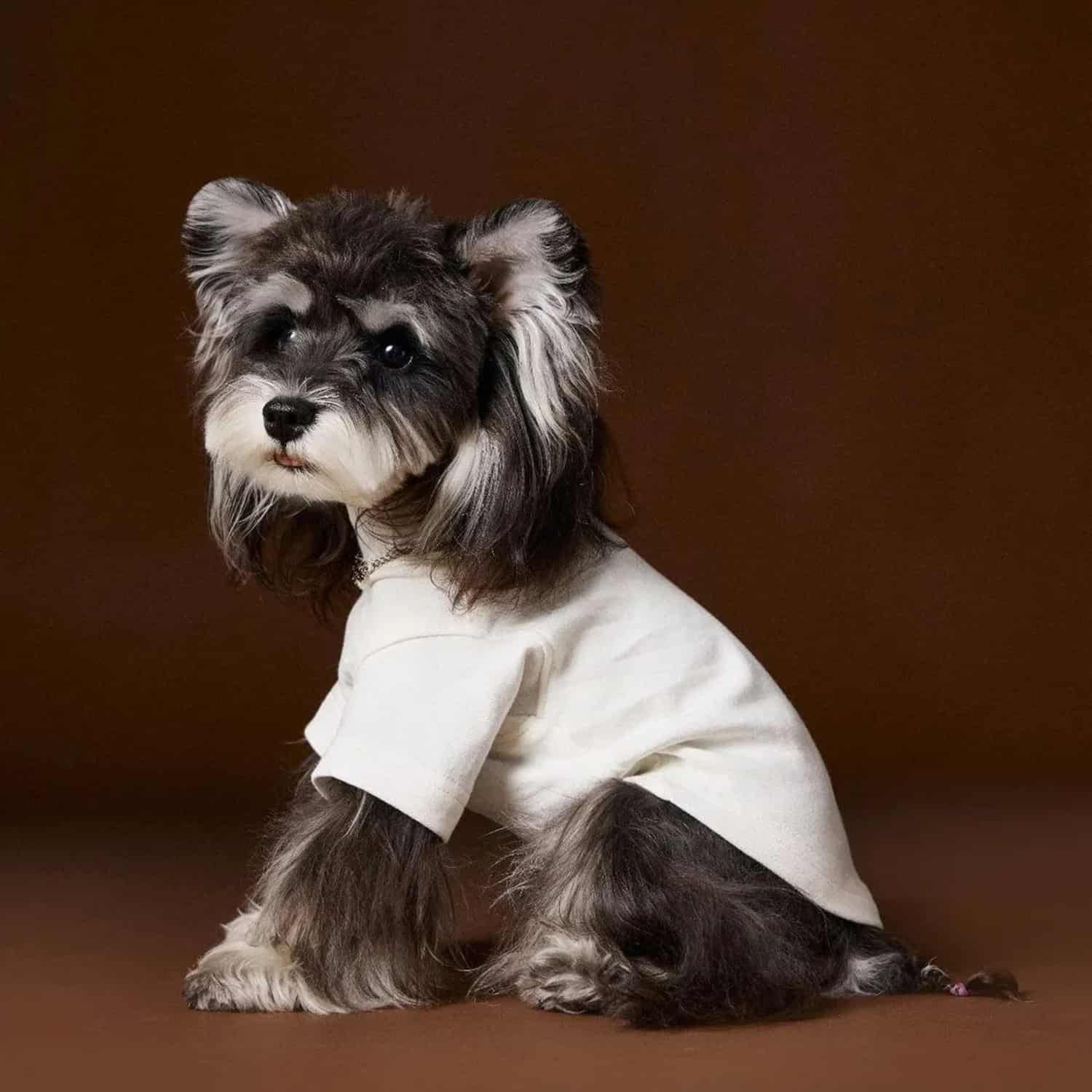 Dark gray dog shirt with chain graphic on Schnauzer