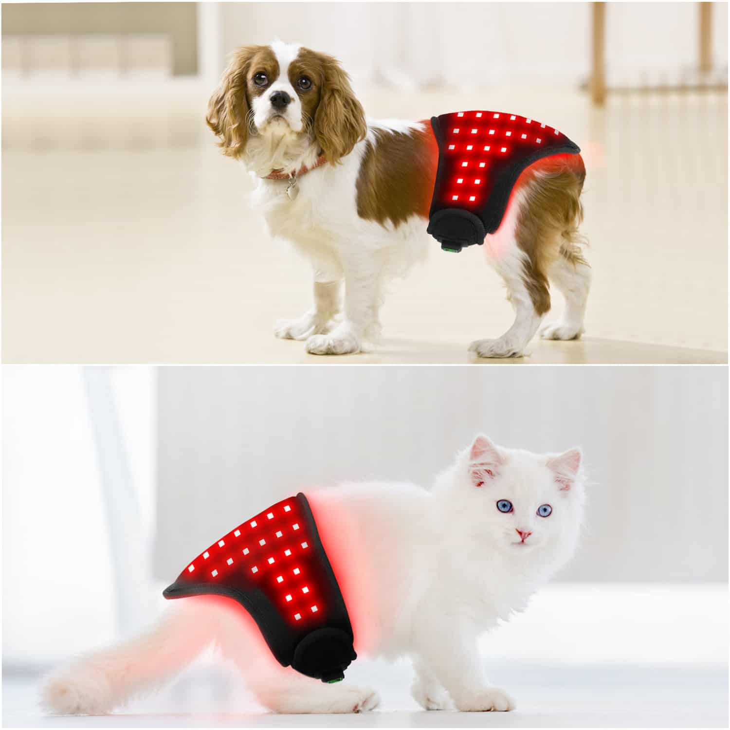 Wearable infrared red light therapy belt for dogs and cats, adjustable strap, LED array, self-timer auto shutoff, targets joints muscles and soft tissue for pain relief and muscle recovery
